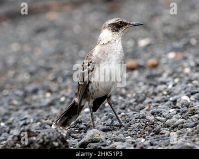 Ein ausgewachsener Galapagos-Mockingbird (Mimus parvulus) mit einer Ameise in der Urbina Bay, Isabela Island, Galapagos, Ecuador, Südamerika Stockfoto