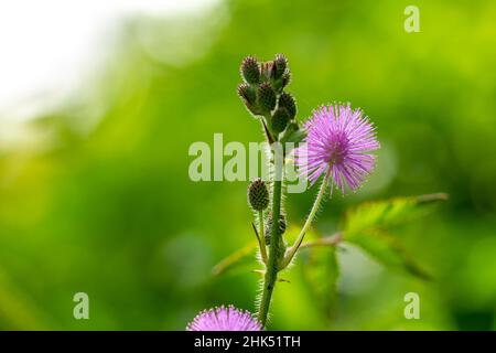 Die rosa Blüten von Shameplant sind kugelförmig mit gelben faserigen Spitzen, der Hintergrund der Blätter und das Sonnenlicht sind verschwommen Stockfoto