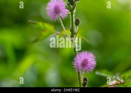 Die rosa Blüten von Shameplant sind kugelförmig mit gelben faserigen Spitzen, der Hintergrund der Blätter und das Sonnenlicht sind verschwommen Stockfoto