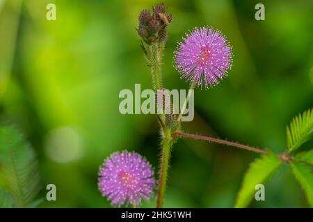 Die rosa Blüten von Shameplant sind kugelförmig mit gelben faserigen Spitzen, der Hintergrund der Blätter und das Sonnenlicht sind verschwommen Stockfoto