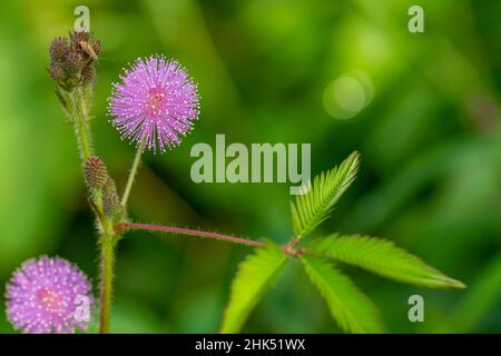 Die rosa Blüten von Shameplant sind kugelförmig mit gelben faserigen Spitzen, der Hintergrund der Blätter und das Sonnenlicht sind verschwommen Stockfoto
