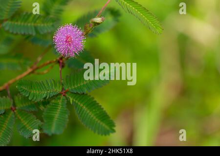 Die rosa Blüten von Shameplant sind kugelförmig mit gelben faserigen Spitzen, der Hintergrund der Blätter und das Sonnenlicht sind verschwommen Stockfoto