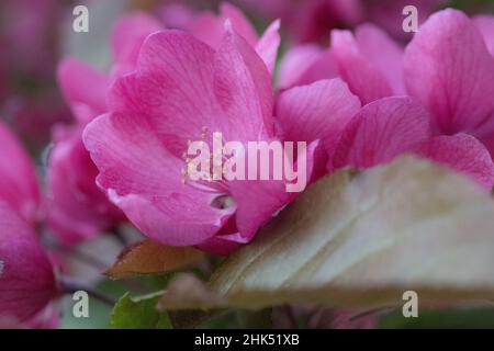 Nahaufnahme von rosa blühenden Krabbelblüten und einem braunen Blatt, das im Frühjahr auf einem Baumzweig blüht. Stockfoto