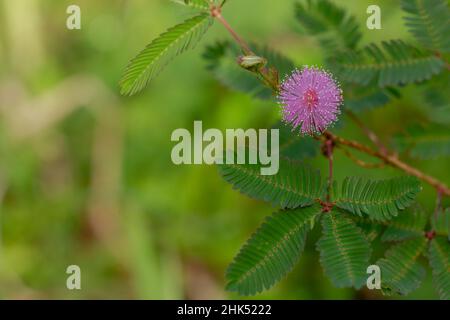 Die rosa Blüten von Shameplant sind kugelförmig mit gelben faserigen Spitzen, der Hintergrund der Blätter und das Sonnenlicht sind verschwommen Stockfoto