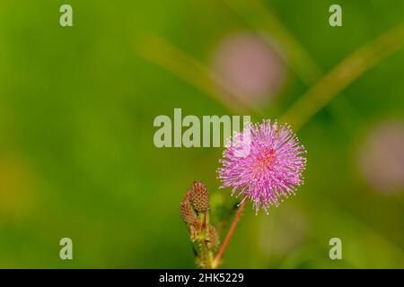 Die rosa Blüten von Shameplant sind kugelförmig mit gelben faserigen Spitzen, der Hintergrund der Blätter und das Sonnenlicht sind verschwommen Stockfoto