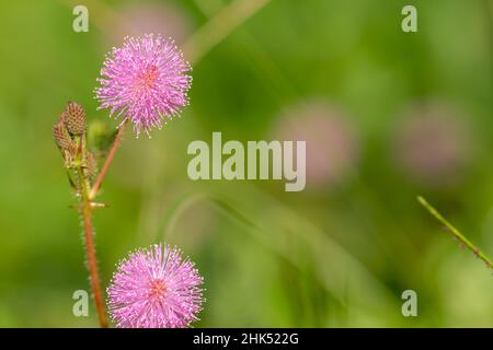 Die rosa Blüten von Shameplant sind kugelförmig mit gelben faserigen Spitzen, der Hintergrund der Blätter und das Sonnenlicht sind verschwommen Stockfoto