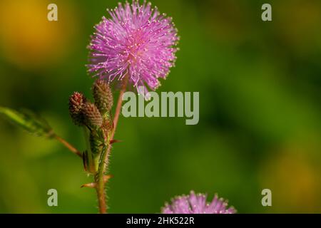 Die rosa Blüten von Shameplant sind kugelförmig mit gelben faserigen Spitzen, der Hintergrund der Blätter und das Sonnenlicht sind verschwommen Stockfoto