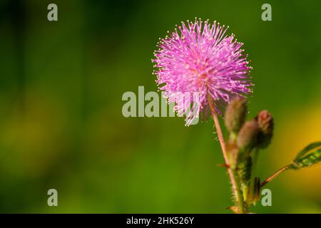 Die rosa Blüten von Shameplant sind kugelförmig mit gelben faserigen Spitzen, der Hintergrund der Blätter und das Sonnenlicht sind verschwommen Stockfoto