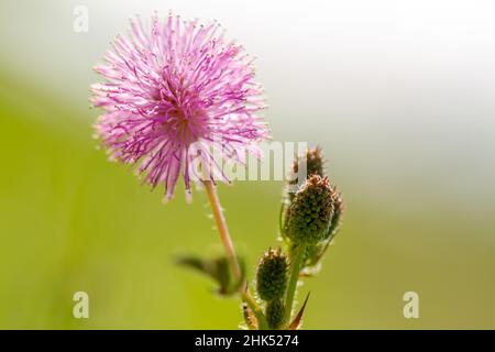 Die rosa Blüten von Shameplant sind kugelförmig mit gelben faserigen Spitzen, der Hintergrund der Blätter und das Sonnenlicht sind verschwommen Stockfoto