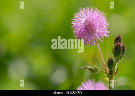 Die rosa Blüten von Shameplant sind kugelförmig mit gelben faserigen Spitzen, der Hintergrund der Blätter und das Sonnenlicht sind verschwommen Stockfoto