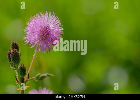 Die rosa Blüten von Shameplant sind kugelförmig mit gelben faserigen Spitzen, der Hintergrund der Blätter und das Sonnenlicht sind verschwommen Stockfoto