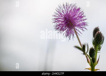 Die rosa Blüten von Shameplant sind kugelförmig mit gelben faserigen Spitzen, der Hintergrund der Blätter und das Sonnenlicht sind verschwommen Stockfoto