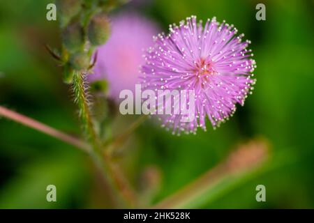 Die rosa Blüten von Shameplant sind kugelförmig mit gelben faserigen Spitzen, der Hintergrund der Blätter und das Sonnenlicht sind verschwommen Stockfoto