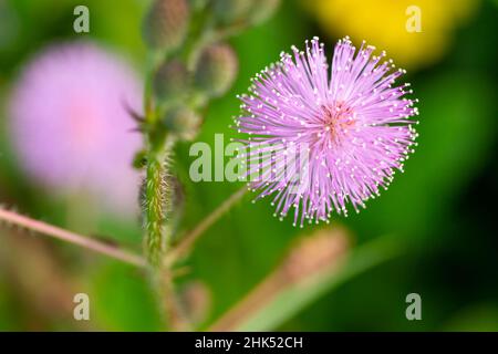 Die rosa Blüten von Shameplant sind kugelförmig mit gelben faserigen Spitzen, der Hintergrund der Blätter und das Sonnenlicht sind verschwommen Stockfoto