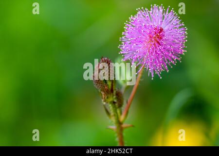 Die rosa Blüten von Shameplant sind kugelförmig mit gelben faserigen Spitzen, der Hintergrund der Blätter und das Sonnenlicht sind verschwommen Stockfoto