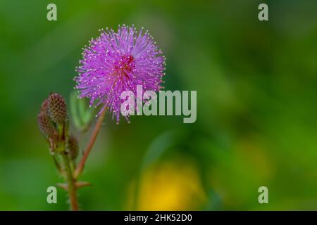 Die rosa Blüten von Shameplant sind kugelförmig mit gelben faserigen Spitzen, der Hintergrund der Blätter und das Sonnenlicht sind verschwommen Stockfoto