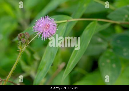 Die rosa Blüten von Shameplant sind kugelförmig mit gelben faserigen Spitzen, der Hintergrund der Blätter und das Sonnenlicht sind verschwommen Stockfoto