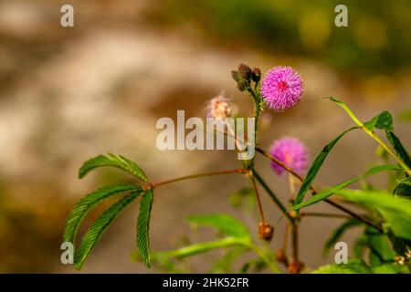Die rosa Blüten von Shameplant sind kugelförmig mit gelben faserigen Spitzen, der Hintergrund der Blätter und das Sonnenlicht sind verschwommen Stockfoto