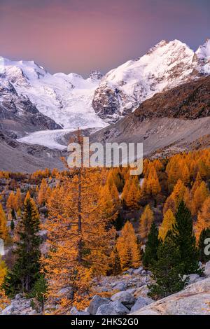 Herbstaufgang über dem schneebedeckten Piz Bernina und Palu, eingerahmt von Lärchenbäumen, Morteratsch, Kanton Graubünden, Schweiz, Europa Stockfoto