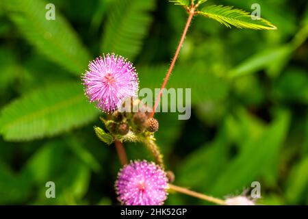 Die rosa Blüten von Shameplant sind kugelförmig mit gelben faserigen Spitzen, der Hintergrund der Blätter und das Sonnenlicht sind verschwommen Stockfoto