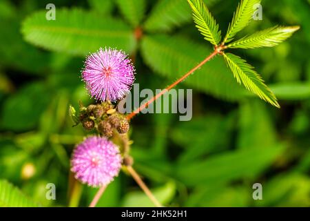 Die rosa Blüten von Shameplant sind kugelförmig mit gelben faserigen Spitzen, der Hintergrund der Blätter und das Sonnenlicht sind verschwommen Stockfoto