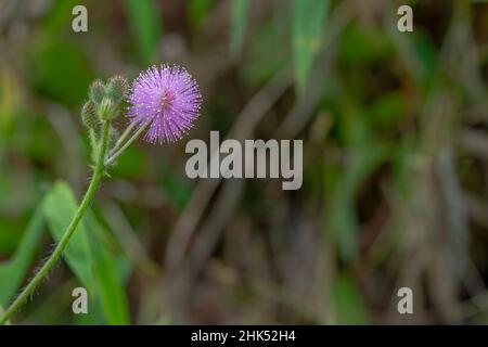 Die rosa Blüten von Shameplant sind kugelförmig mit gelben faserigen Spitzen, der Hintergrund der Blätter und das Sonnenlicht sind verschwommen Stockfoto