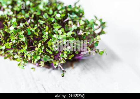 Purpurner Kohlrabi-Kohl sprießt Mikrogrün auf weißer Holzplatte. Soft Focus. Konzept der Ernährung, Vitamin C, Carotin, Phytonzide Stockfoto