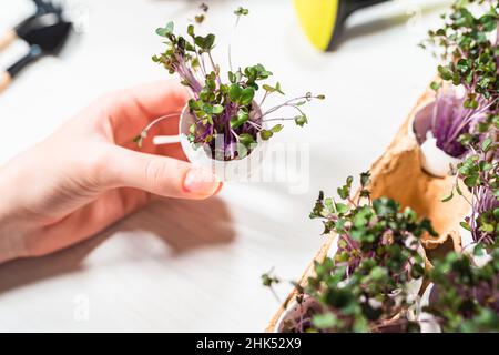 Die Hand der Frau hält eine Eierschale, in die Kohlrabi-Mikrogreens mit violetten Stielen gepflanzt sind, vor dem Hintergrund einer bemalten Holzplatte Stockfoto