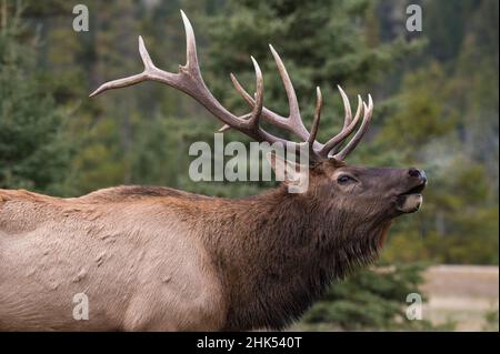 Wilder Elch (Wapiti) (Cervus canadensis), der während der herbstlichen Furche bugelt, Jasper National Park, UNESCO-Weltkulturerbe, Alberta, Kanadische Rockies Stockfoto