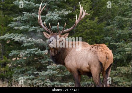 Wilder Elch (Wapiti) (Cervus canadensis), der während der herbstlichen Furche bugelt, Jasper National Park, UNESCO-Weltkulturerbe, Alberta, Kanadische Rockies Stockfoto