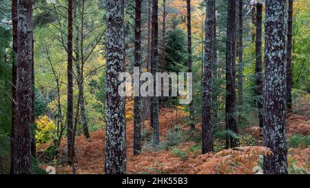 Herbstfarben im Lael Forest, in der Nähe von Ullapool, Ross und Cromarty, Schottische Highlands, Schottland, Vereinigtes Königreich, Europa Stockfoto