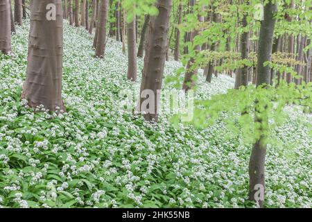 Frühlingsblühende Ramsons (Allium ursinum) in einem Laubwald, Winterbourne Abbas, Dorset, England, Vereinigtes Königreich, Europa Stockfoto