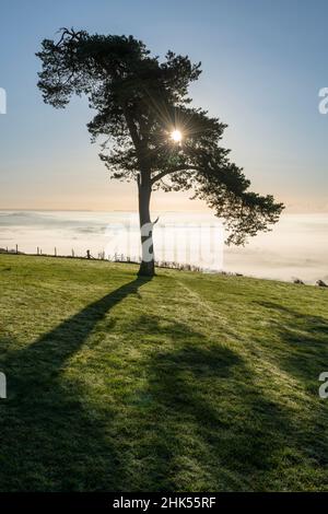 Einbunter Tannenbaum auf einem Hügel an einem nebligen, sonnigen Herbstmorgen, Devon, England, Vereinigtes Königreich, Europa Stockfoto