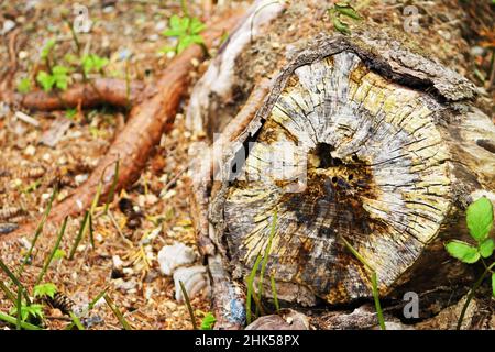 Ein alter Baumstumpf, Herbst Stockfoto