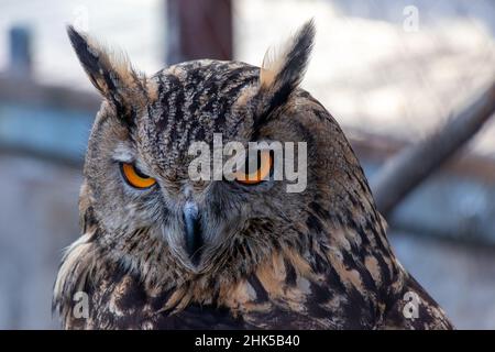 Schöne Eule mit orangen Augen Porträt. Portarit der Eurasischen Adlereule Stockfoto
