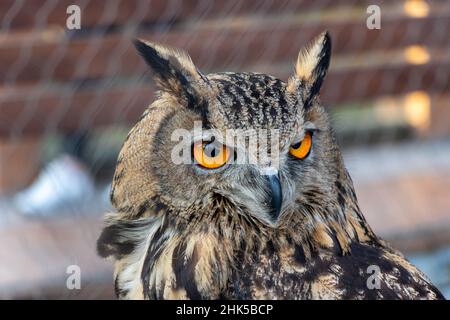 Schöne Eule mit orangen Augen Porträt. Portarit der Eurasischen Adlereule Stockfoto