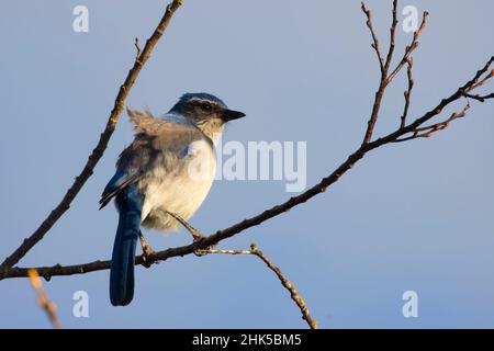 California Scrub-Jay (Aphelocoma californica), Ankeny National Wildlife Refuge, Oregon Stockfoto