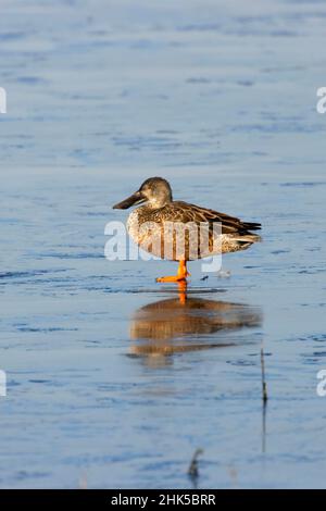 Nördliche Schaufelmaschine (Spatula clypeata), Baskett Slough National Wildlife Refuge, Oregon Stockfoto