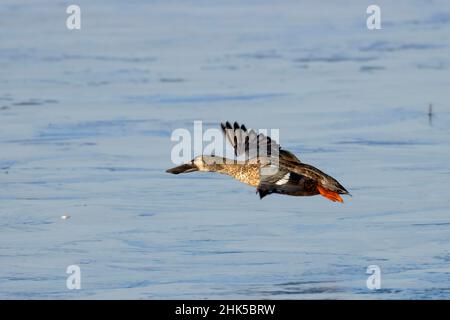 Nördliche Schaufelmaschine (Spatula clypeata), Baskett Slough National Wildlife Refuge, Oregon Stockfoto