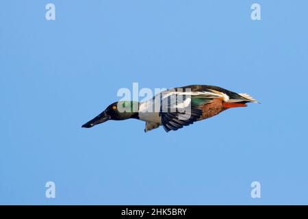 Nördliche Schaufelmaschine (Spatula clypeata), Baskett Slough National Wildlife Refuge, Oregon Stockfoto