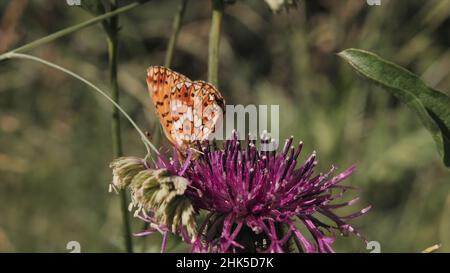 Nahaufnahme eines Schmetterlings, der auf einem Kleeblatt sitzt. Orangefarbener Schmetterling, der auf einer lila blühenden Blume auf dem Hintergrund des grünen Sommergrases sitzt. Stockfoto