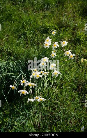 Narzissen, oder Narcissi, wachsen dort, wo sie im Gras auf einer Bank eingebürgert wurden. Stockfoto