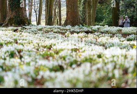 Die Menschen fotografieren Schneeglöckchen, die im Painswick Rococo Garden in der Nähe von Stroud in Gloucestershire ausgestellt sind, da das warme Wetter Anzeichen eines frühen Frühlings hervorruft. Bilddatum: Mittwoch, 2. Februar 2022. Stockfoto