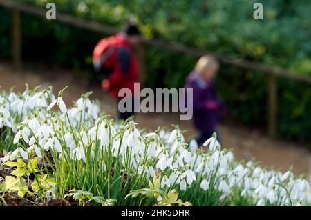 Die Menschen laufen an Schneeglöckchen vorbei, die im Painswick Rococo Garden in der Nähe von Stroud in Gloucestershire ausgestellt sind, da das warme Wetter Anzeichen eines frühen Frühlings hervorruft. Bilddatum: Mittwoch, 2. Februar 2022. Stockfoto