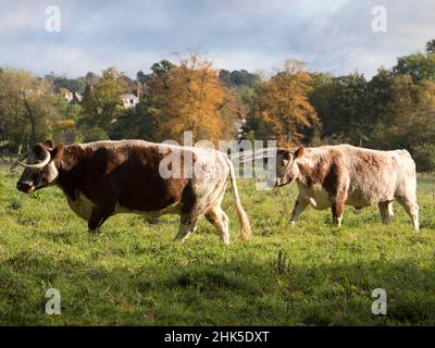 Englische Longhorn Kühe grasen auf Christ Church Water Meadows an einem nebligen Herbstmorgen. Herbstwald und der Fluss Cherwell sind im Hintergrund, Stockfoto