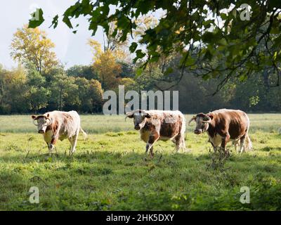 Englische Longhorn Kühe grasen auf Christ Church Water Meadows an einem nebligen Herbstmorgen. Herbstwälder und der Fluss Cherwell sind im Hintergrund. Stockfoto