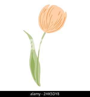 Tulpe rosa isoliert auf weißem Hintergrund.Frühlingsblume in Doodle-Stil für jeden Zweck. Vektorgrafik. Stock Vektor