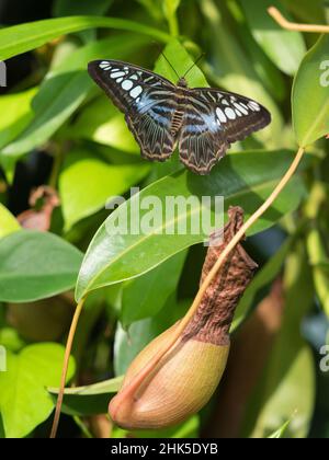 Parthenos Sylvia, allgemein bekannt als der Klipper, ist eine Schmetterlingsart, die in Süd- und Südostasien, meist in bewaldeten Gebieten, gefunden wird Stockfoto