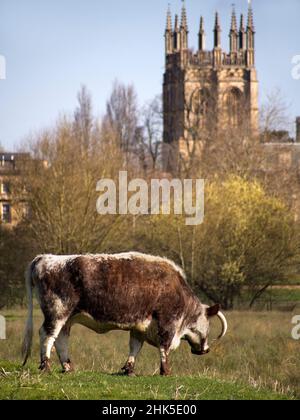 Englische Longhorn Kuh grast auf Christ Church Water Meadows an einem schönen Herbstmorgen. Der Turm des Magdalen College ist im Hintergrund. Stockfoto