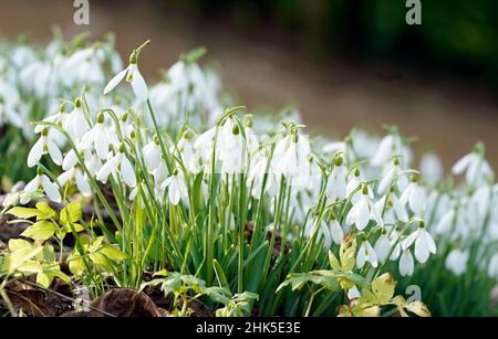 Schneeglöckchen werden im Painswick Rococo Garden in der Nähe von Stroud in Gloucestershire ausgestellt, da das warme Wetter Anzeichen eines frühen Frühlings hervorruft. Bilddatum: Mittwoch, 2. Februar 2022. Stockfoto